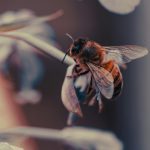 bee on a flower, blending coconut wax and beeswax makes an even better candle