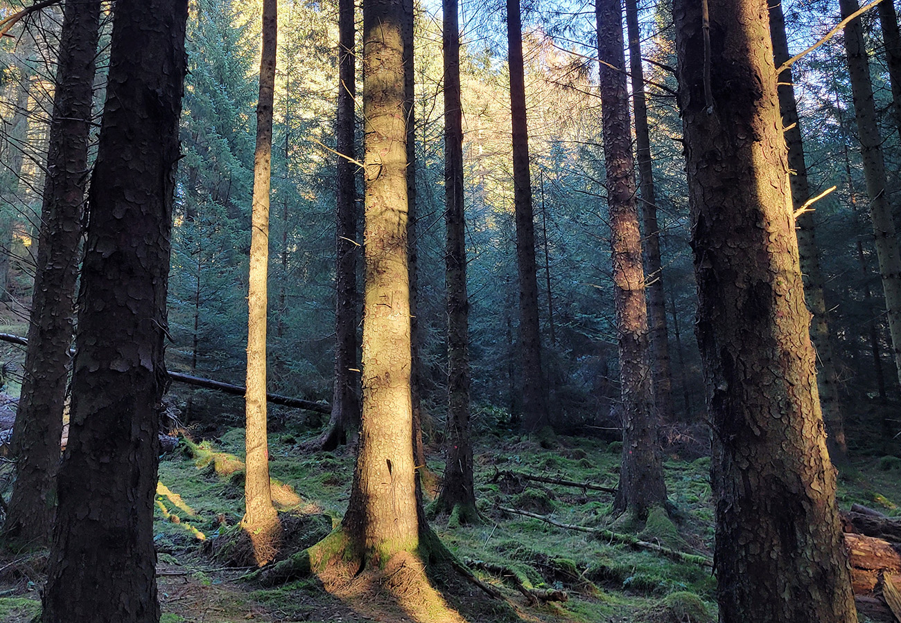 forests and the power of nature and the healing touch of candles