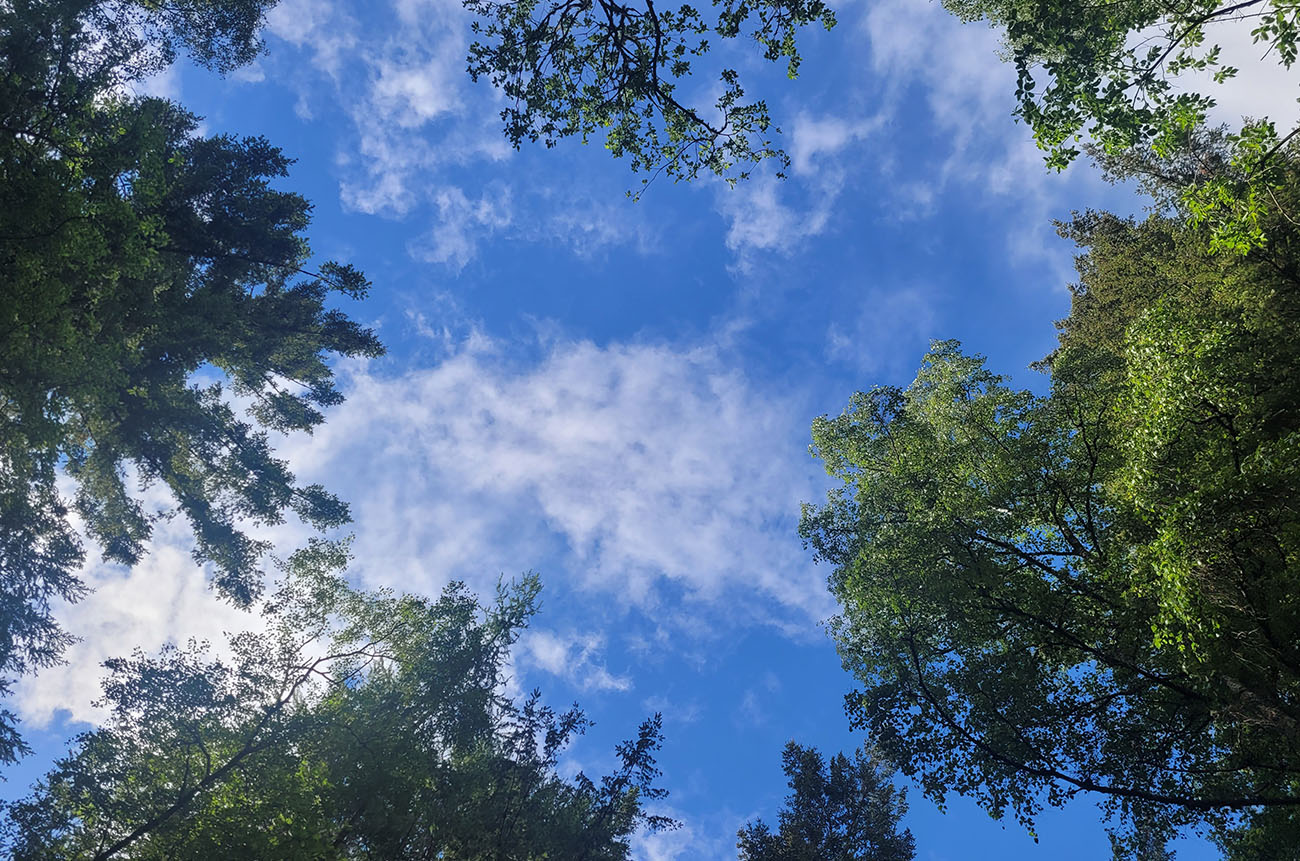 forest bathing view from below