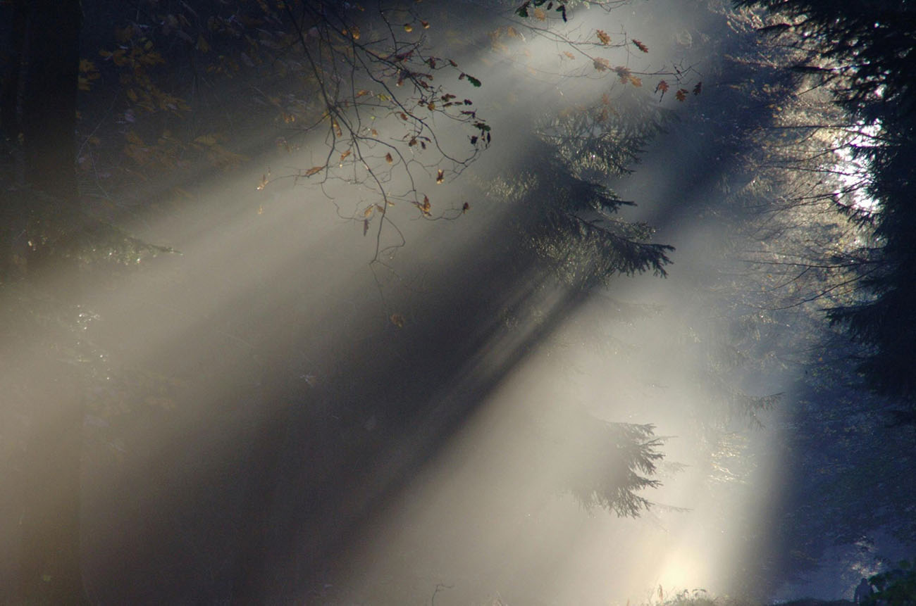Misty view of trees in a forest