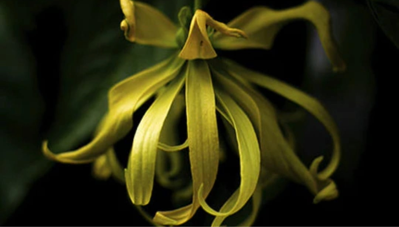 close up of ylang ylang flower
